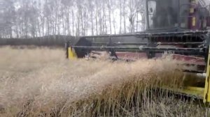 Рапс от Рапуль гибрид Сальса уборка с рапсовым столом