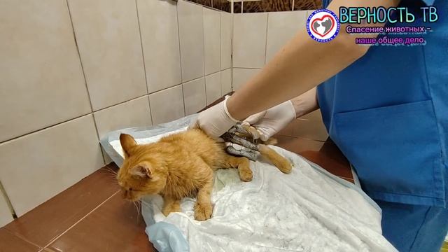 Мурка на лечении у верновцев. Вероятно останется без хвоста,но это малая беда, главное,чтобы встала смотреть онлайн