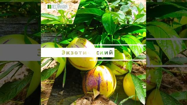 Дынная груша или Пепино #yf_kak_interesno #экзотическиефрукты #саднаподоконнике #здоровье #витамины смотреть онлайн