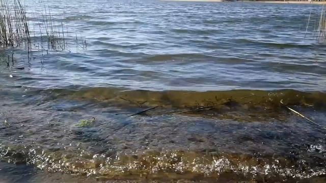 Марина Цветаева - Мой милый, что тебе я сделала? смотреть онлайн