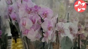 Обзор орхидей в магазине Твой Дом в Москве