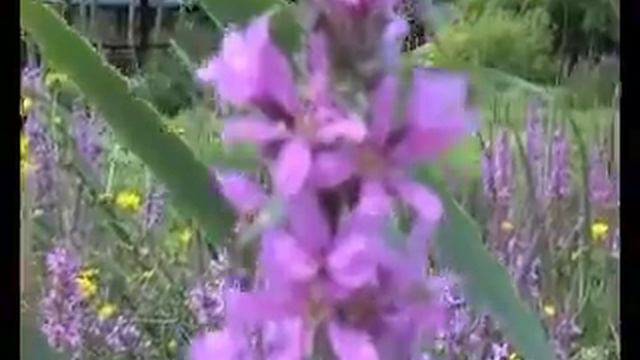 Melitta nigricans and Lythrum salicaria смотреть онлайн