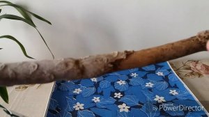Почему плюмерия  сбросила листья?