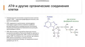 8-10 класс Химический состав клетки Органические вещества клетки нуклеиновые кислоты АТФ