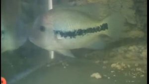 Какие виды американских цихлид из семейства Цихловые (Cichlidae) содержат в домашнем аквариуме ?