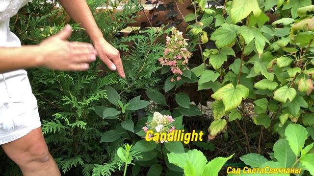 Мои ГОРТЕНЗИИ. Мой опыт.Мои советы по уходу и выращиванию#гортензииуходивыращивание#красивыйсад#дач смотреть онлайн