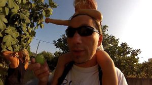 Как растет инжир в Греции. Что растет на фиговом дереве.