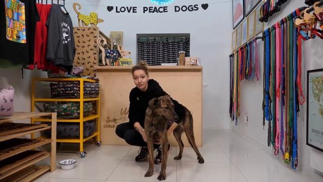 Как подобрать размер шлейки смотреть онлайн