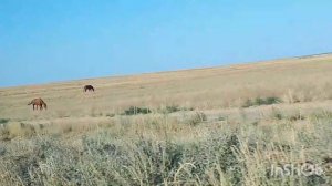 Дорога-призрак Махачкала-Астрахань.