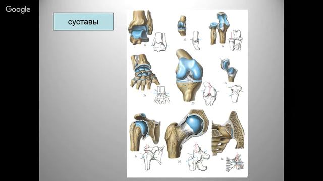 Опорно-двигательный аппарат. Сердечно-сосудистая система