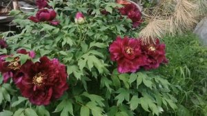 Древовидный пион 14_06_2022|2