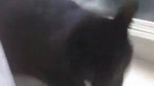 Кот шипит на собаку