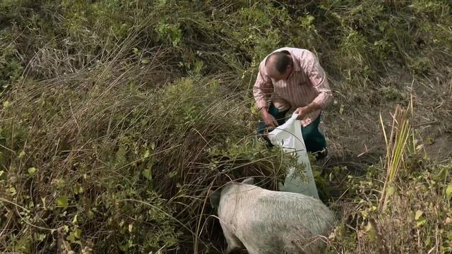 ИЩЕМ ПОРОСЯТ, ОПОРОСИЛАСЬ СВИНЬЯ. СВИНОВОДСТВО. ФЕРМА. ПОРОДА КАРМАЛ смотреть онлайн