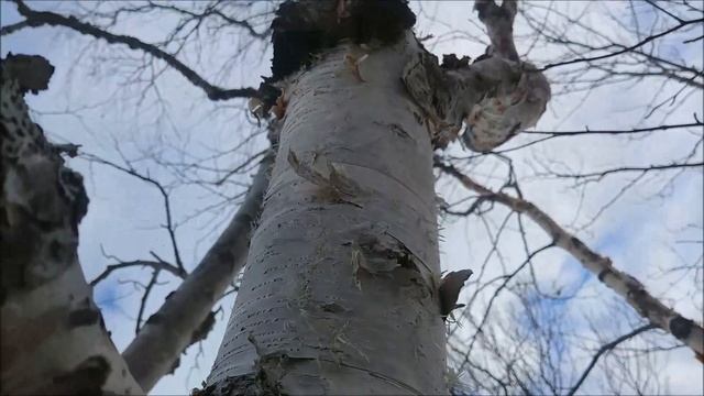 Chaga: How to Identify and Locate the Polypore смотреть онлайн