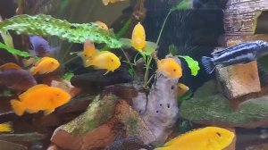 Малавийские цихлиды.Yellow.Лабидохромис еллоу.