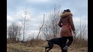 251. Дрессировка добермана/ Рекомендации кинолога / Разбор полетов
