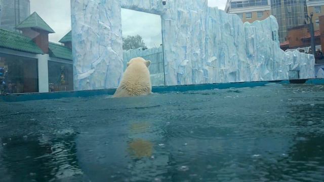 Белый медведь в зоопарке Екатеринбурга смотреть онлайн