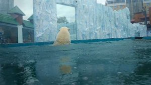Белый медведь в зоопарке Екатеринбурга