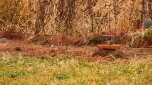 куропатки серые