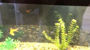 Речной Пескарь в аквариуме!!! видео №1 !