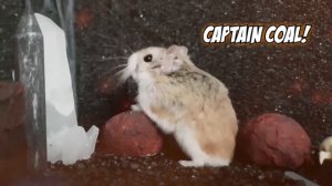 Major Hamster is TNT MASTER 🧨💥 Stories with Major Hamster blowing things up