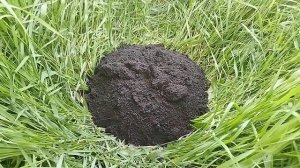 Гнездо крота! Крот (слепец) осваивает территорию.