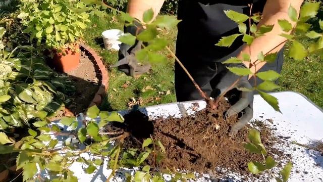 Способы размножения астильбы смотреть онлайн