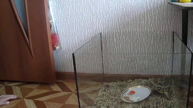 Попугай и черепаха смотреть онлайн