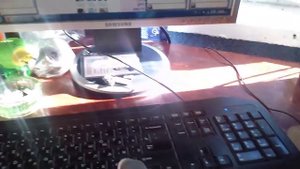 Попугай не пускает к клавиатуре  Прикол