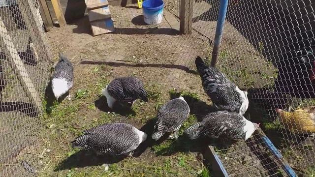 Брекель серебро, плюсы и минусы смотреть онлайн