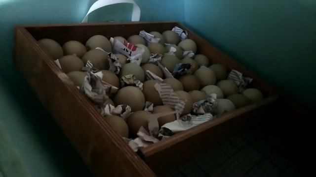 Инкубация фазаньих яиц. Қырғауыл жұмыртқасын инкубациялау. смотреть онлайн