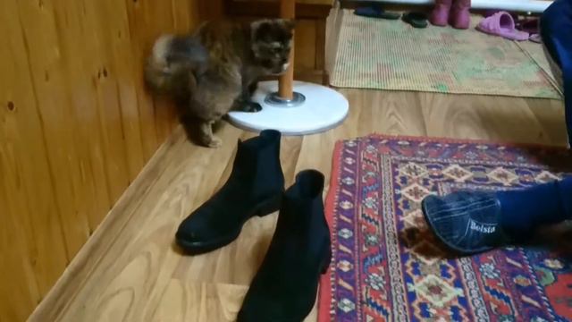 Кошка с мышкой. смотреть онлайн