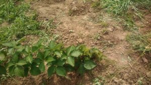 Ежевика Прайм арк фридом.Ошибки при формировании куста