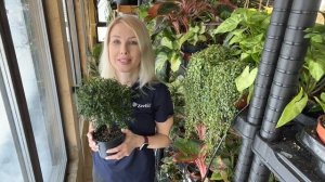 Мирт – особенности ухода, обрезки и размножения