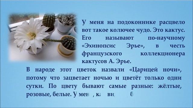 #Новинка#Кактус Царица ночи смотреть онлайн