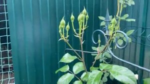 Всегда ли стоит доверять энциклопедии роз при выборе сорта розы! Мое мнение!