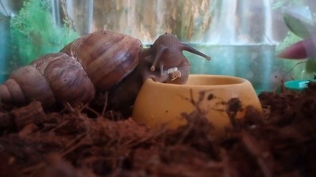 Улитыч Мамору жучит овсяные хлопья смотреть онлайн