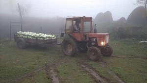 Трактор Т-25 с прицепом полный грузом буксует.Вывоз капусты с огорода.