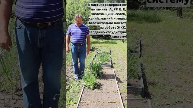 ЛУКОЧЕСНОК НА ГРЯДКЕ? смотреть онлайн