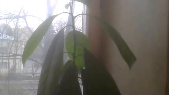 Подкормка перцев Байкал М1,цветение перцев