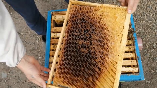 Развитие средней силы семей спустя две недели или слабых? смотреть онлайн