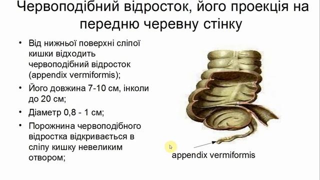 АНАТОМІЯ ТОНКОЇ І ТОВСТОЇ КИШКИ