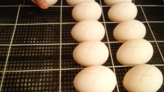 Инкубация яиц мускусной утки.