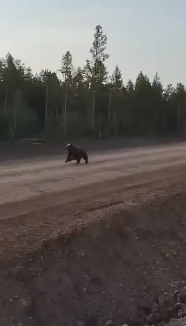 А говорили от медведя нельзя убежать