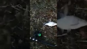 Пяловское водохранилище. Московская область. Дата 18.05.21
