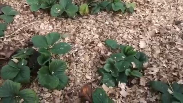 Клубника в теплице растёт смотреть онлайн