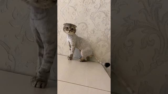 Коты тоже делают стрижку