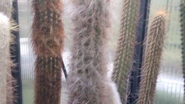 Кактусы в марте.Литопсы.Кормим птиц. смотреть онлайн