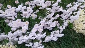 Самый поздний сорт хризантемы в моем саду. Хризантема Аврора?