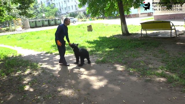 Учим собаку команде Рядом. Второй этап. Шигаев Роман и ризеншнауцер Куба. Тольятти, 21 августа 2019.